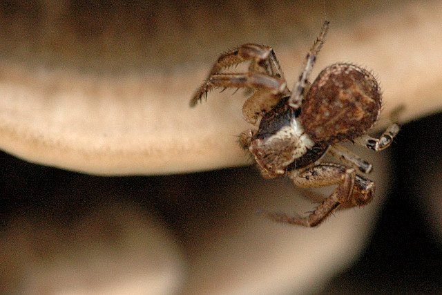 File:Xysticus.erraticus.female.jpg