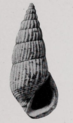 <i>Zebinella ame</i> Species of gastropod