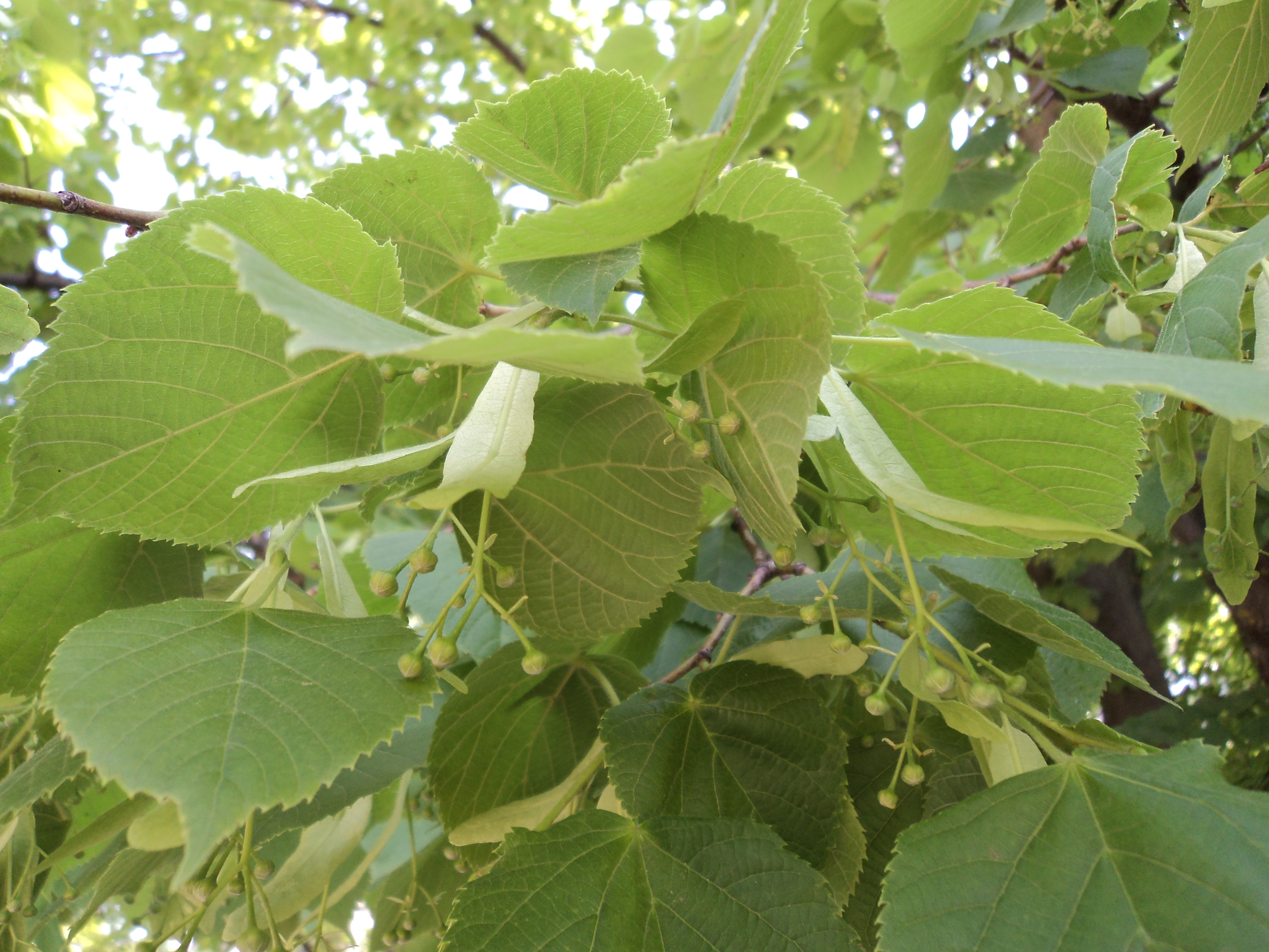 Tilia tomentosa 