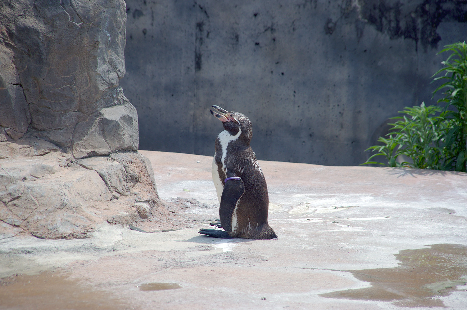 20170606 Grape the Humboldt penguin at Tobu zoo.jpg