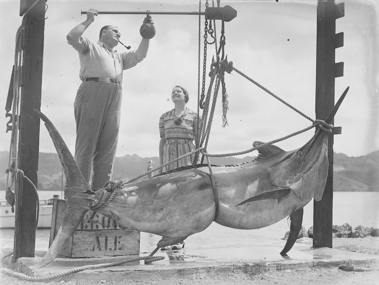 File:A man weighing a big game fish (AM 88313-1).jpg - Wikimedia