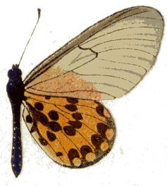 Acraea ranavalona