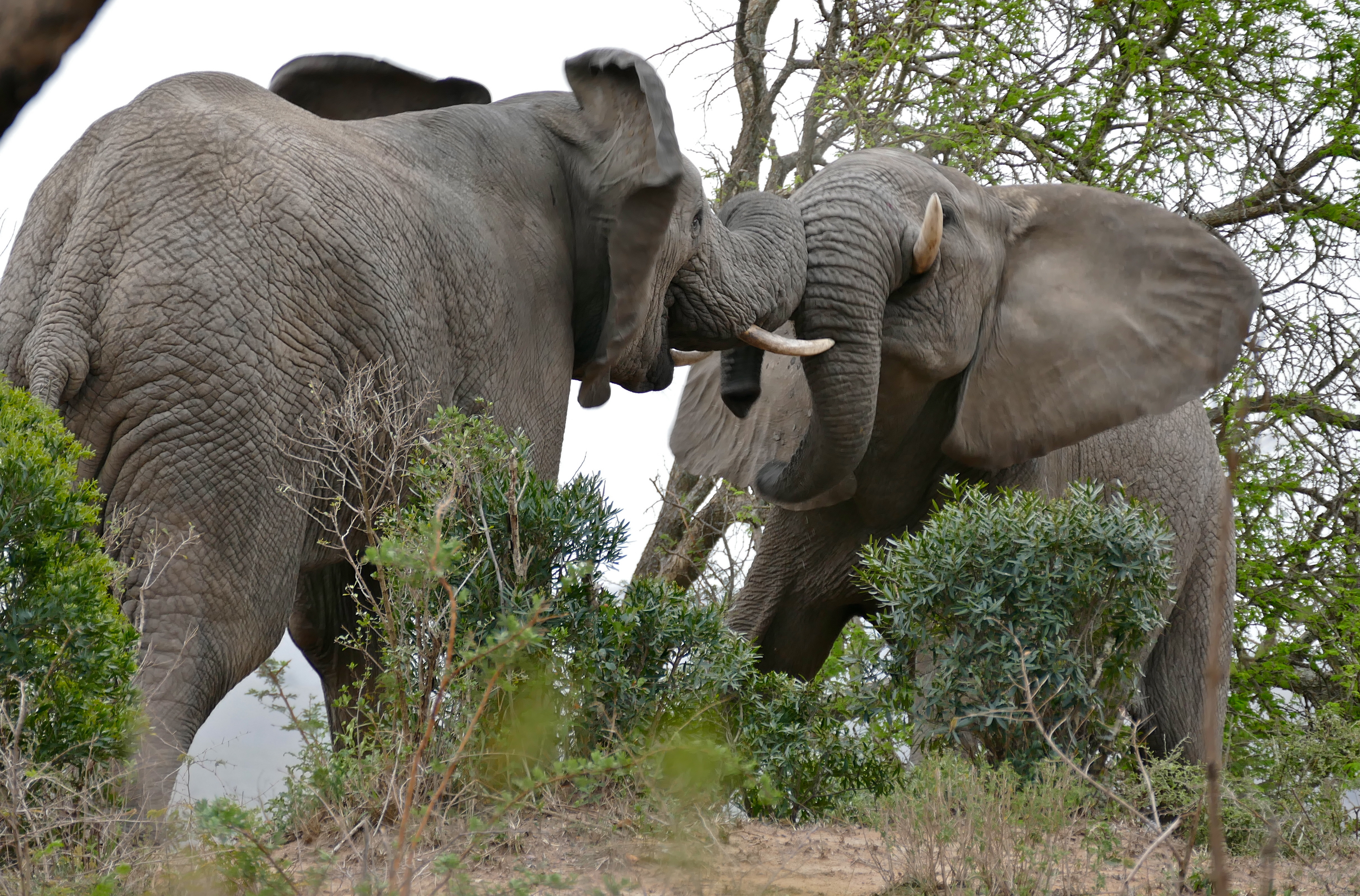 african elephant fighting