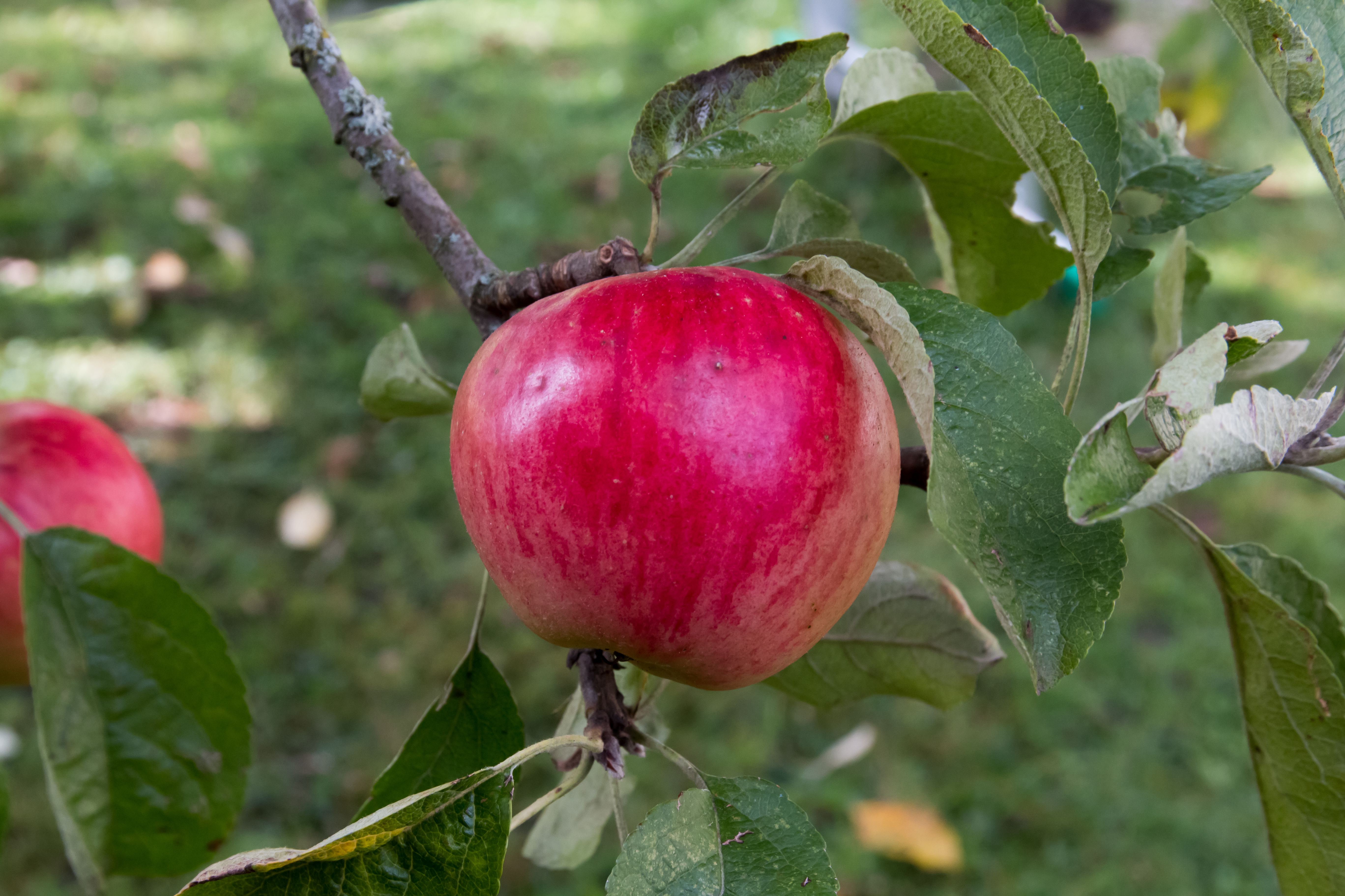 Akane Apple Wikipedia