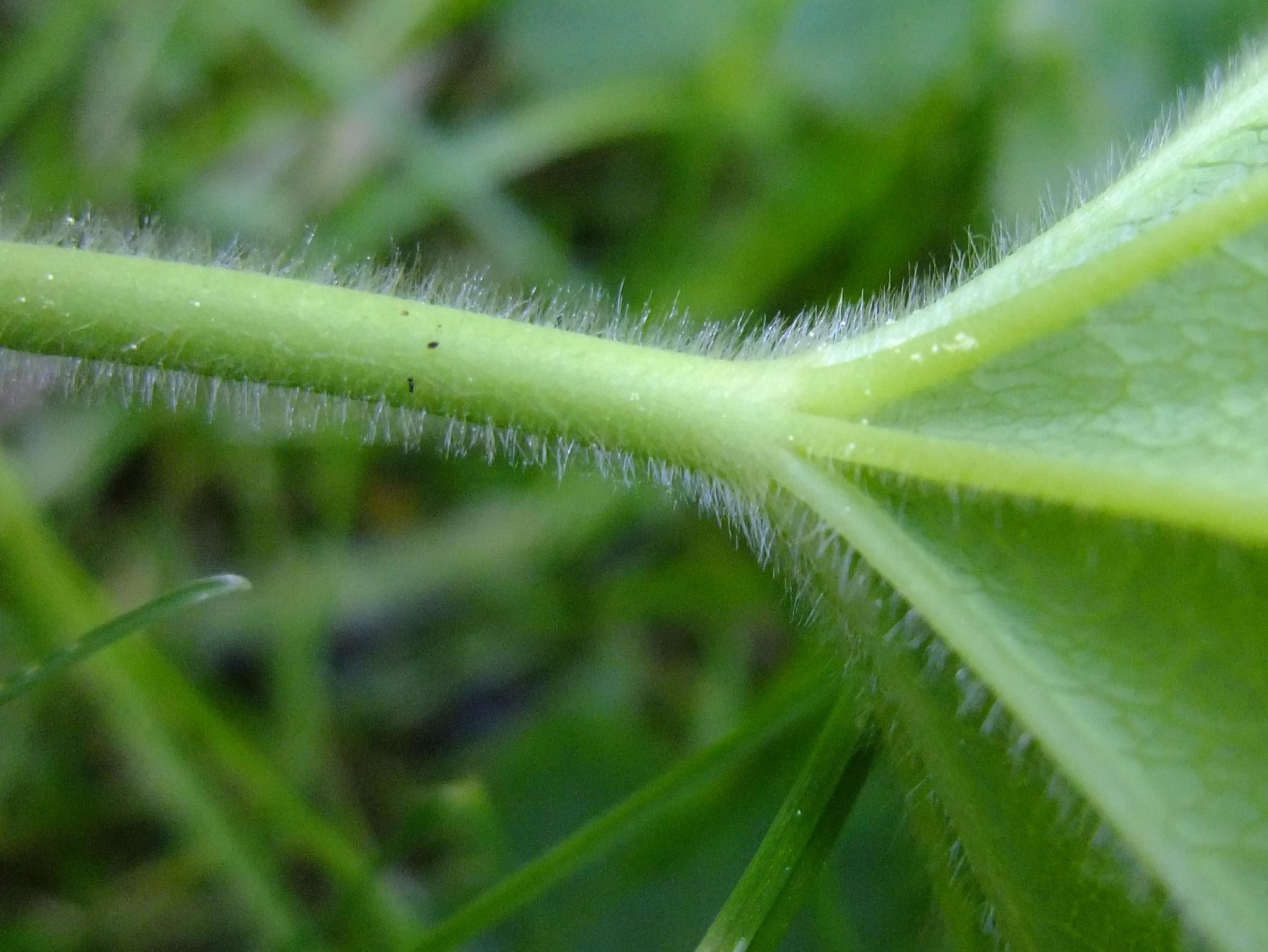 7 leaves. Solanum lycopersicum var cerasiforme. Сидячий лист. Короткочерешковые листья. Низбегающий лист.