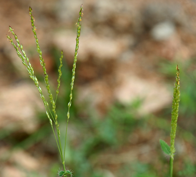 File:Alloteropsis cimicina W IMG 1698.jpg