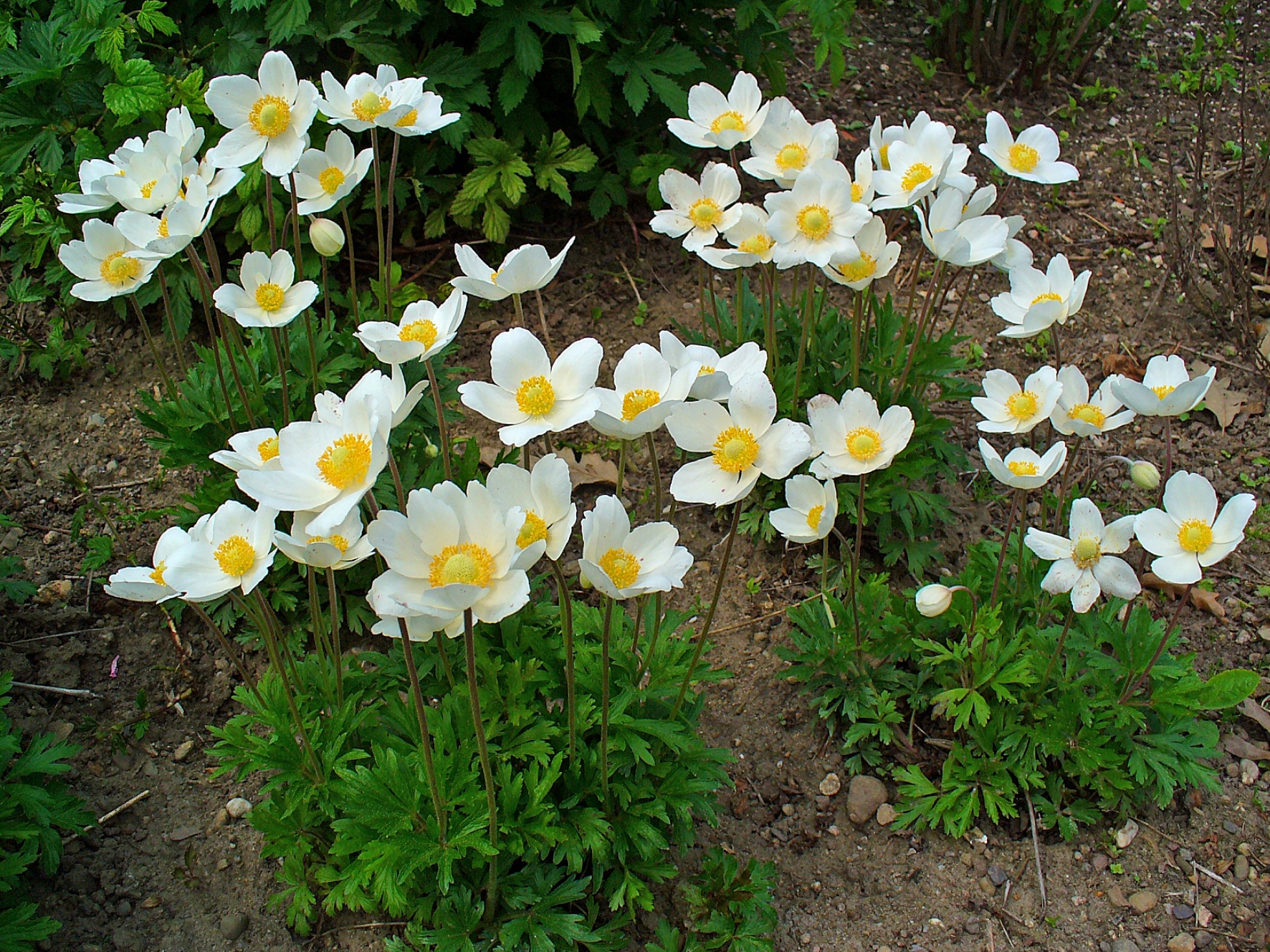 Anemone_sylvestris_001