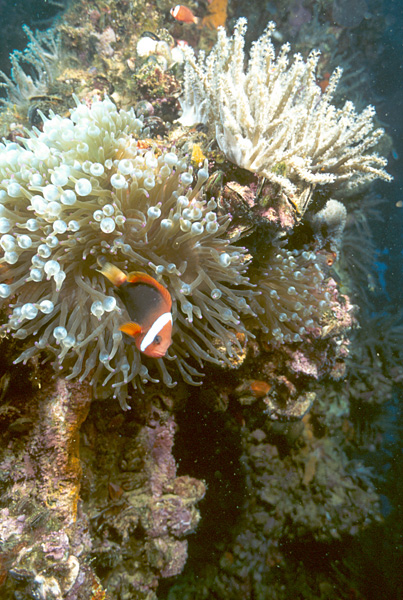 File:Anenomefish on the wreck of the Japanese tanker Iro, Palau Islands, Micronesia.jpg