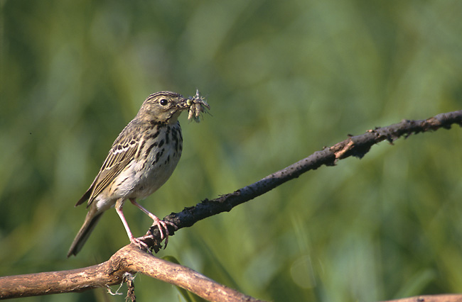 Tree pipit  Wikipedia