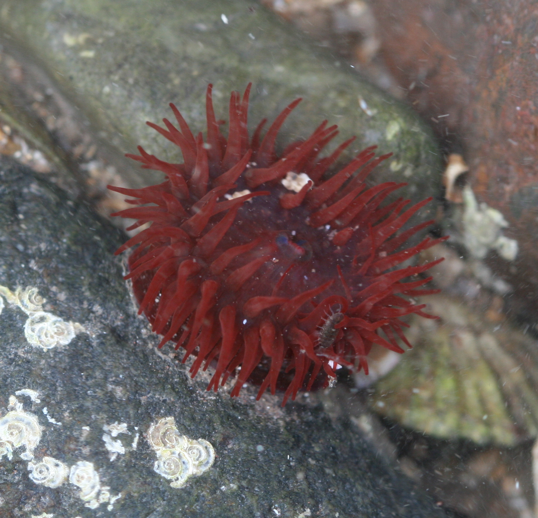 Изотопы актиния. Актиния эквина. Актиния Кровавая. Actinia equina строение. Личинка актинии.