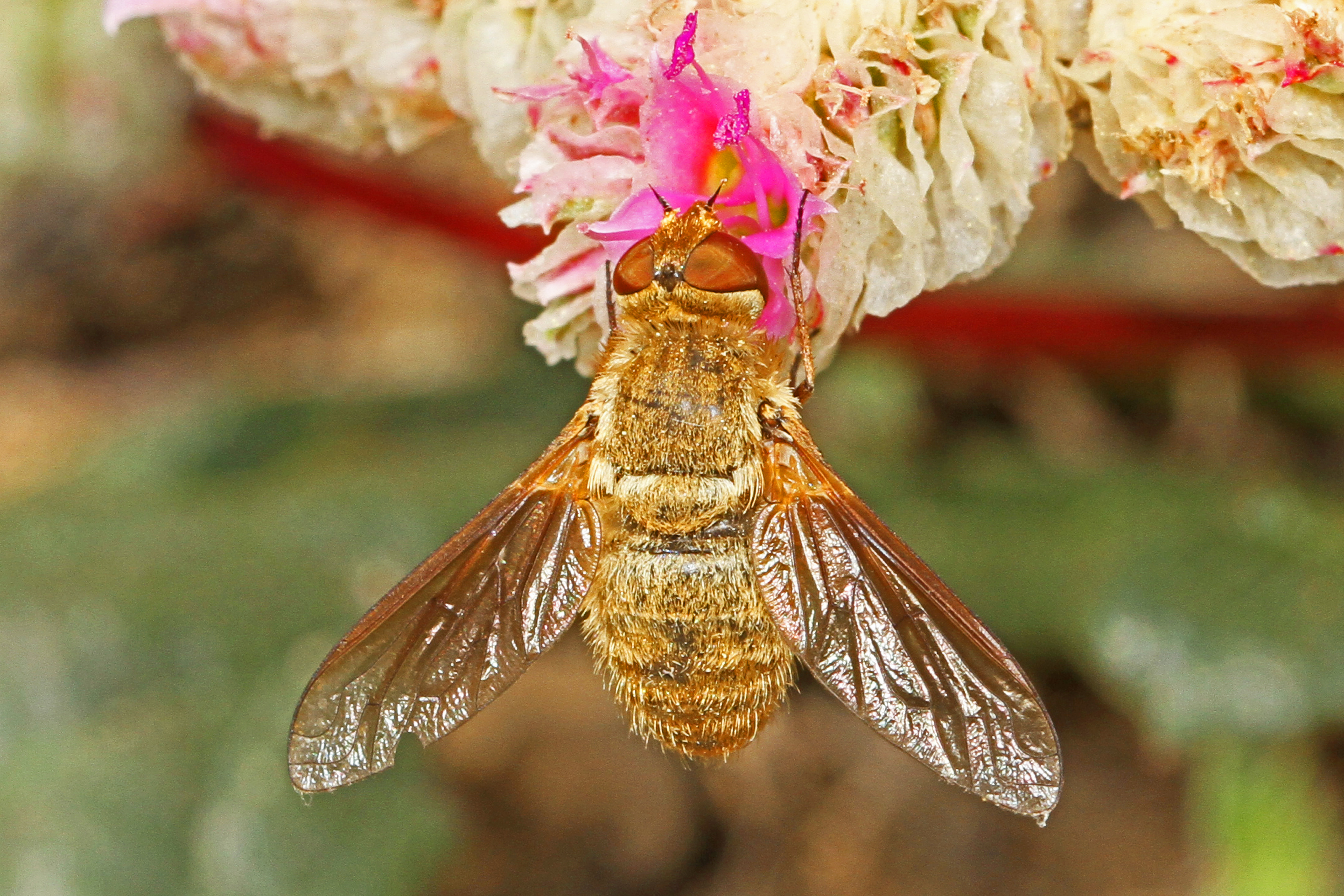 Bee flies