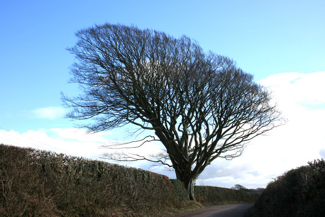 File:Beech tree near Harbourneford Cross - geograph.org.uk - 1159984.jpg