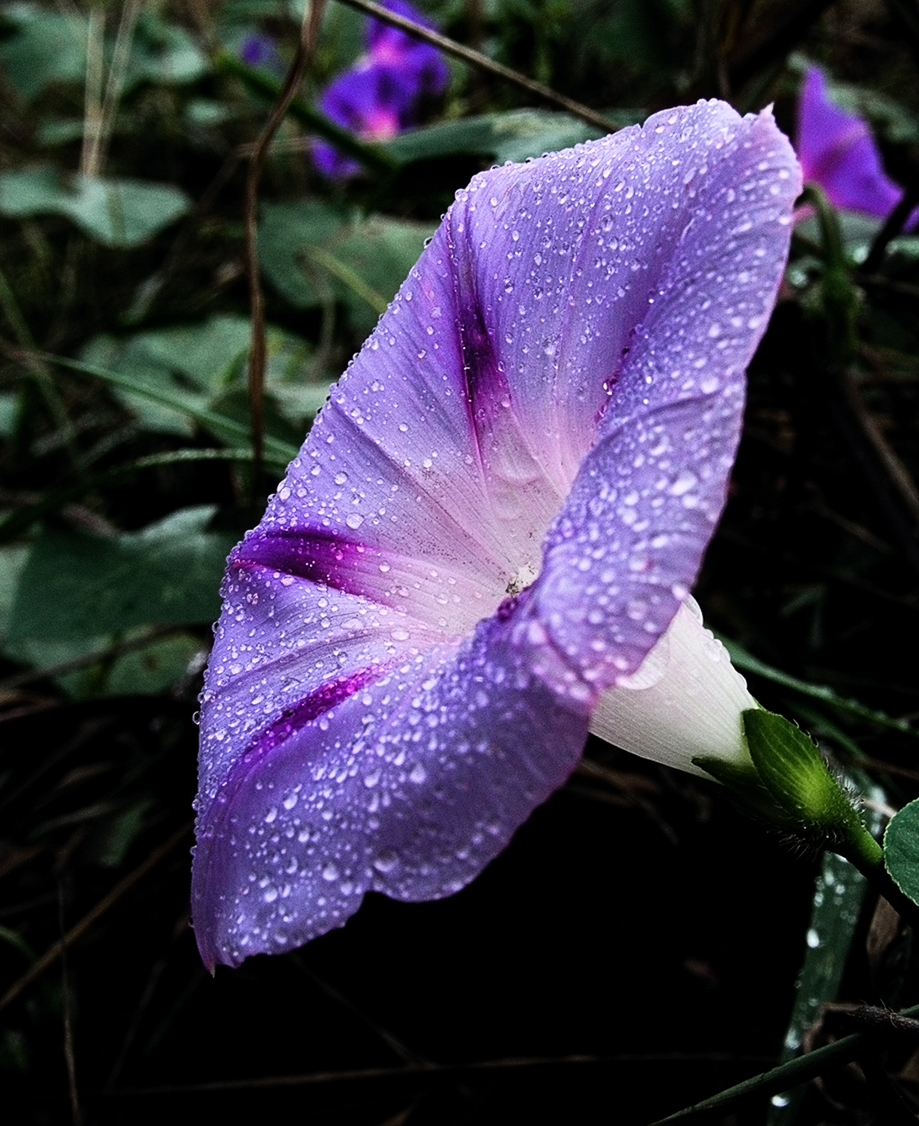 Ipomoea purpurea - Wikipedia