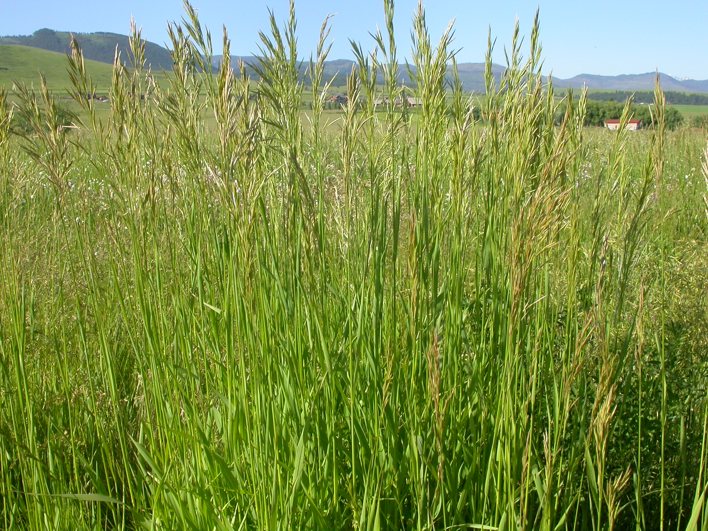 Кормовая трава. Bromus inermis. Трава кормовая костёр безостый. 40. Костер безостый Bromus inermis. Сено райграс ,Тимофеевка ,люцерна.