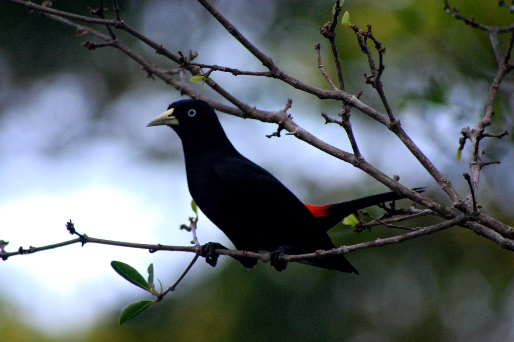 Scarlet-rumped cacique - Wikipedia