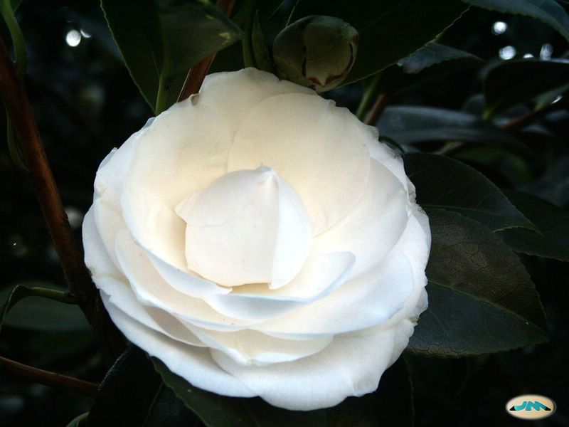 File:Camelia0011 (4108720616).jpg