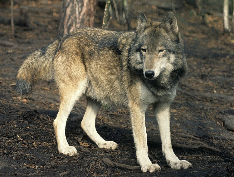 File:Canis-lupus.jpg