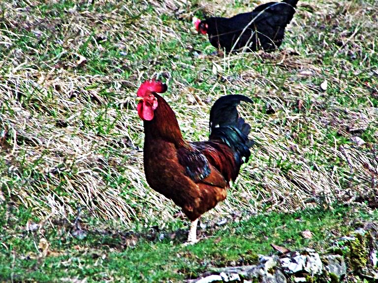 File:Canta...gallo.jpg