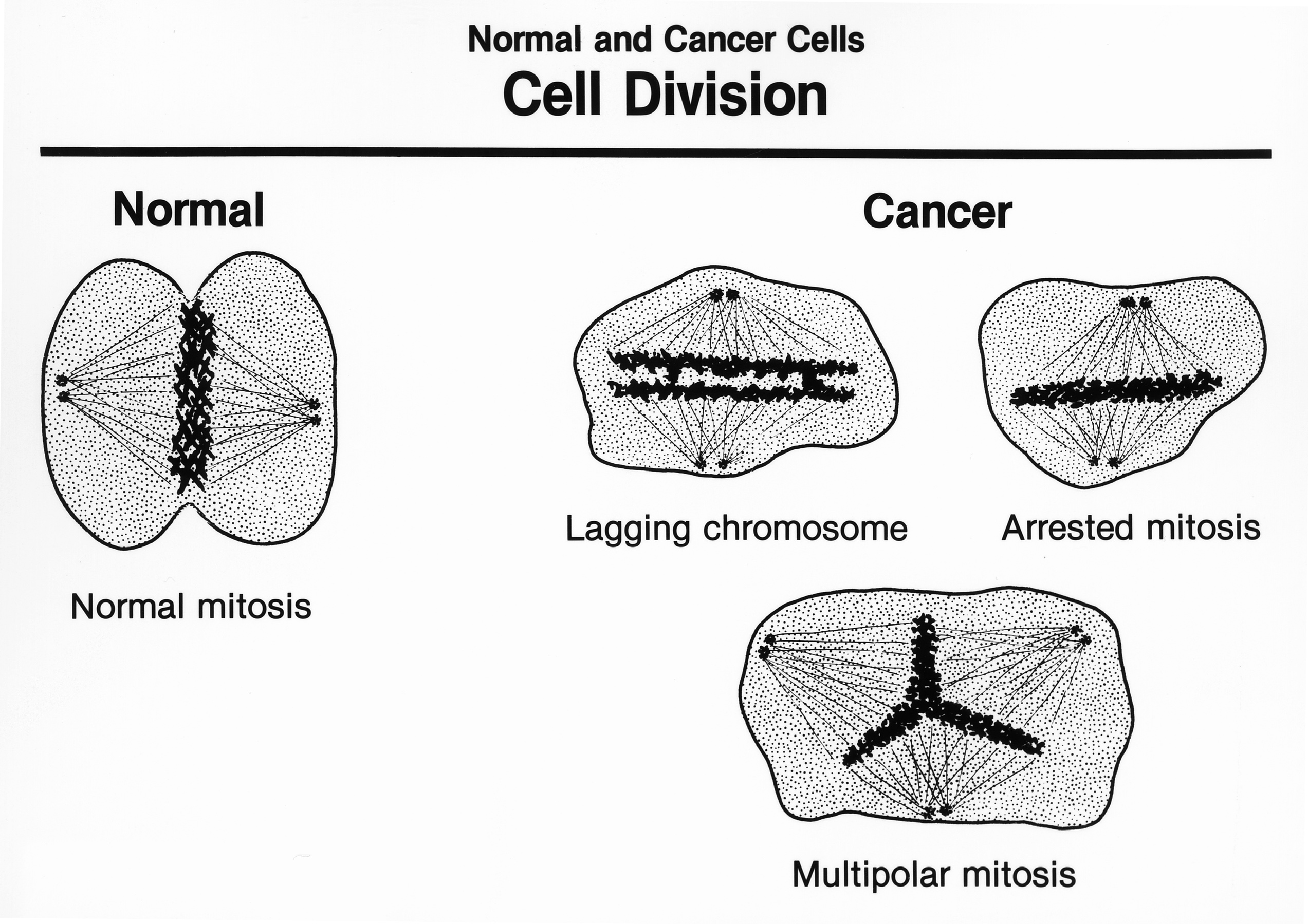 cell division