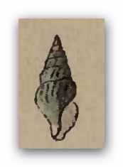 Clavus qandillari 001.png