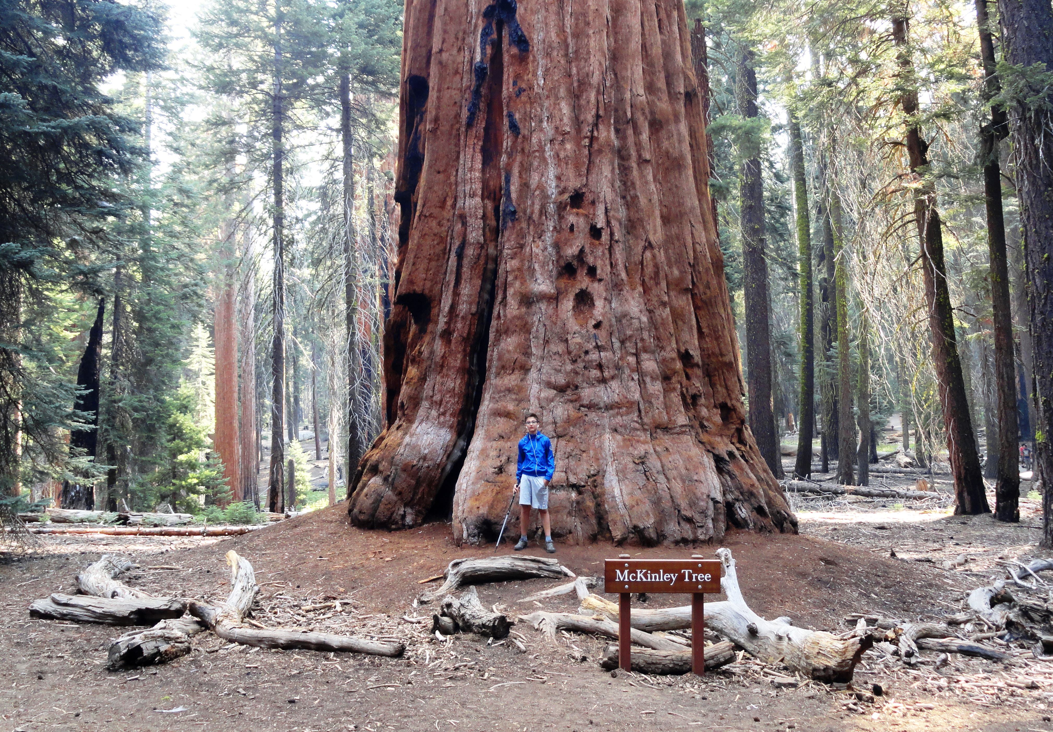 Парк Секвойя Калифорния. Sequoia Park Бор. Секвойя парк Уктус. Sequoia and Kings Canyon NP.