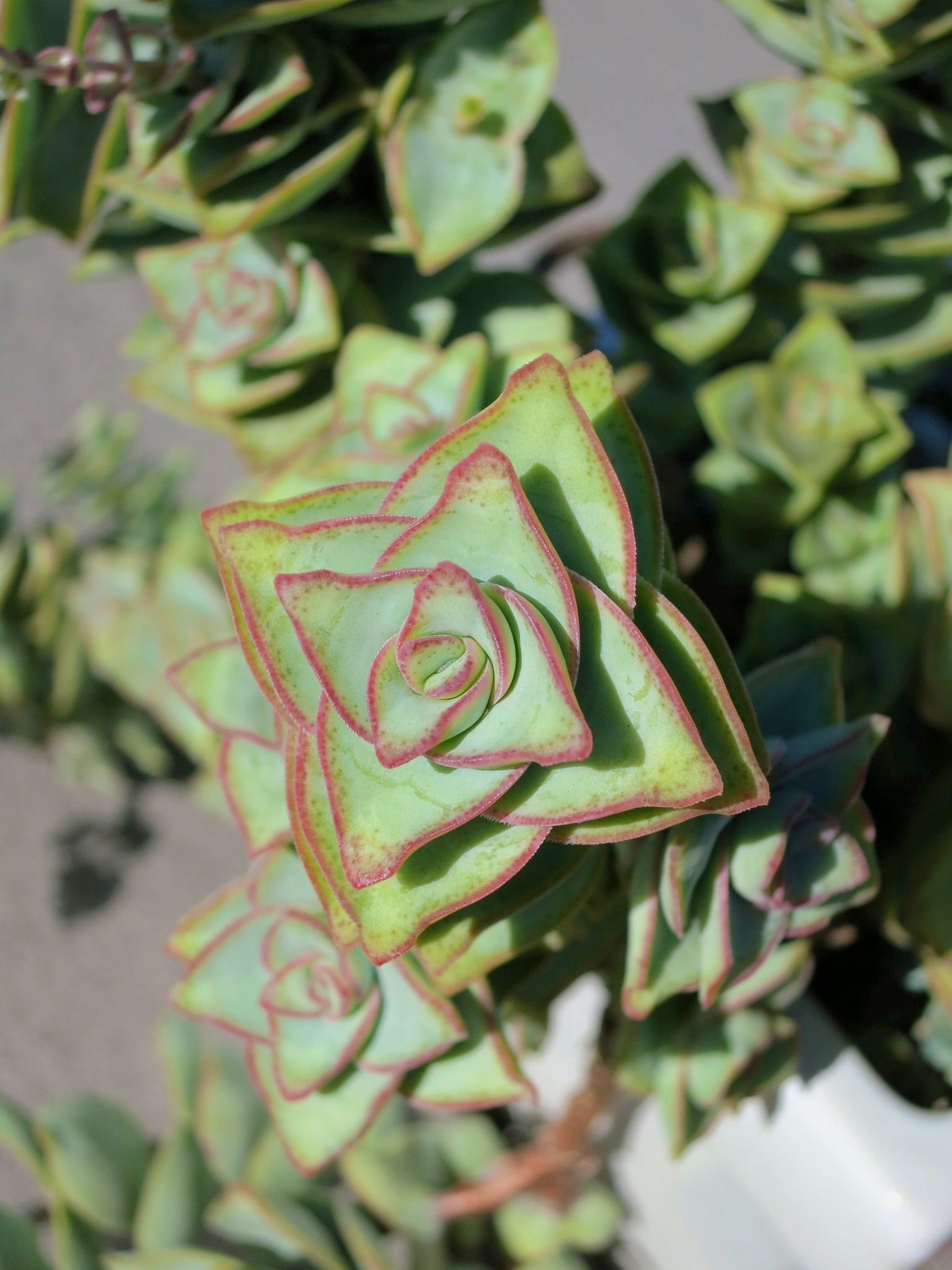 Crassula Baby Necklace Plant: A Beautiful and Low-Maintenance Succulent |  Hanging succulents, Succulents, Cacti and succulents