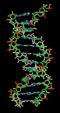 File:DNA orbit animated static thumb.png