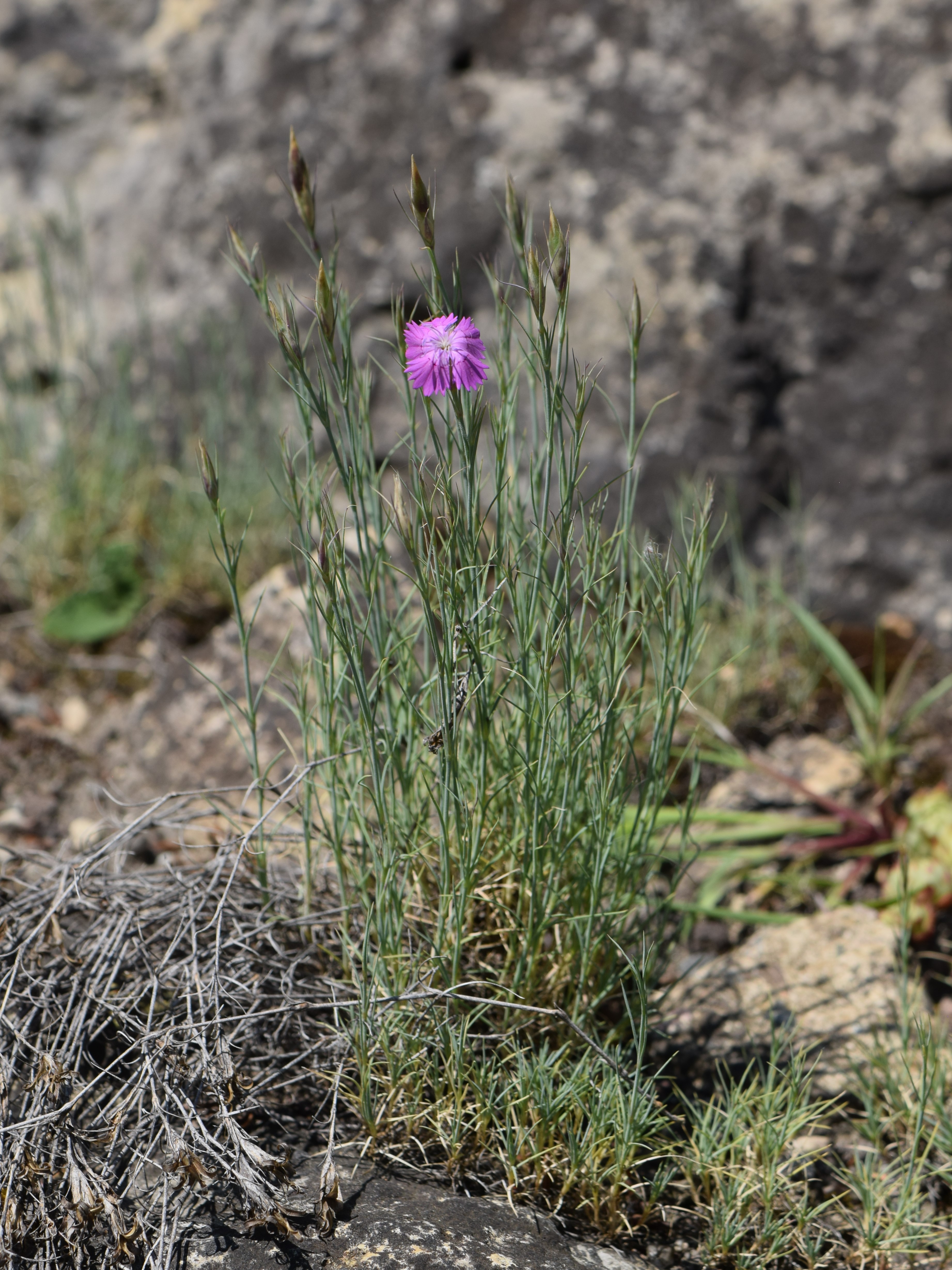 Dianthus tymphresteus