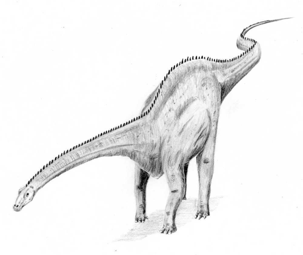 File:Diplodocus4.jpg - Wikipedia