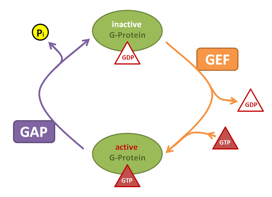 Gap system. Gap система. Gap белки. Gap gef. Gap ras.