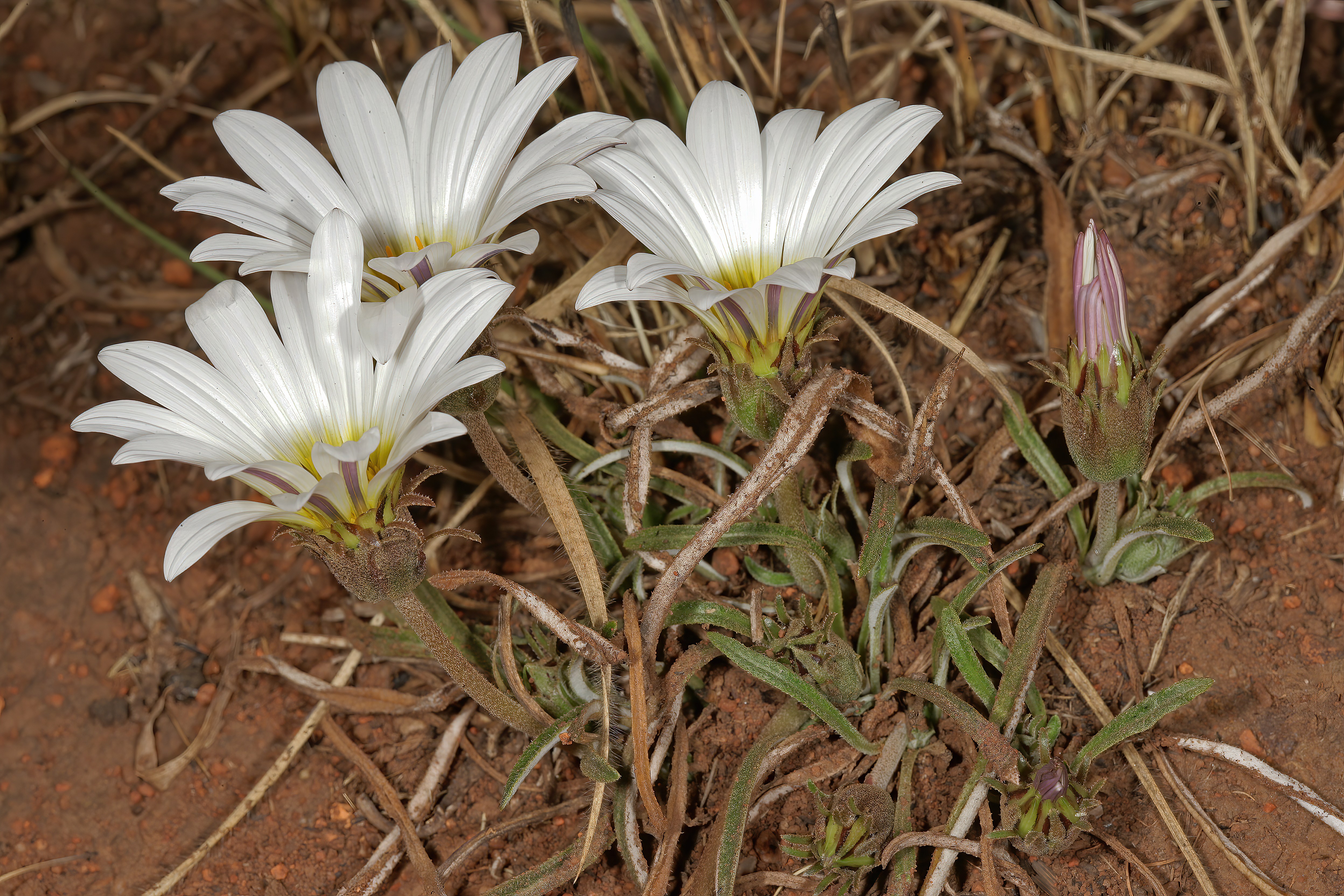 Gazania krebsiana