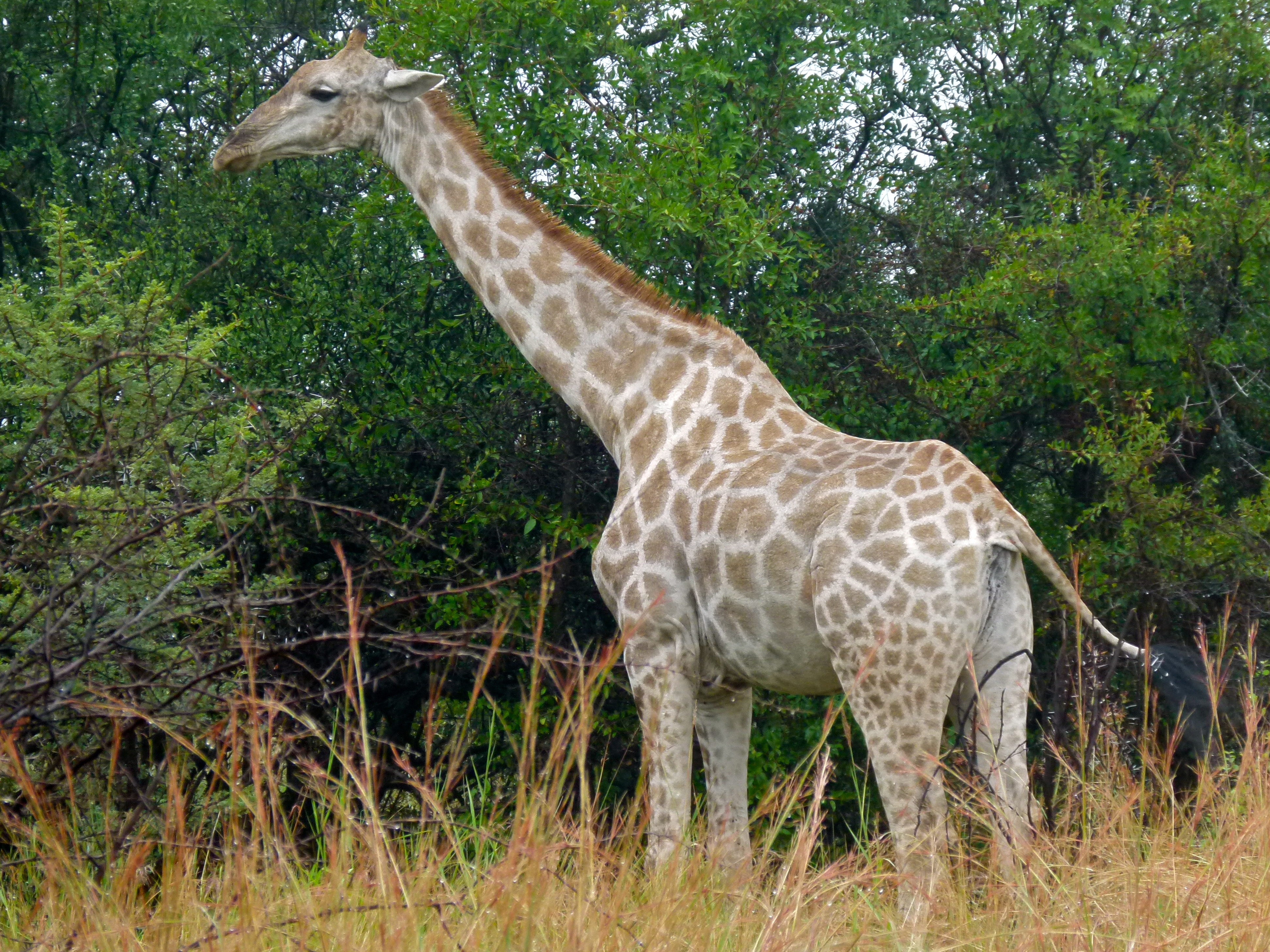 Giraffe (Giraffa camelopardalis) (7035182303).jpg