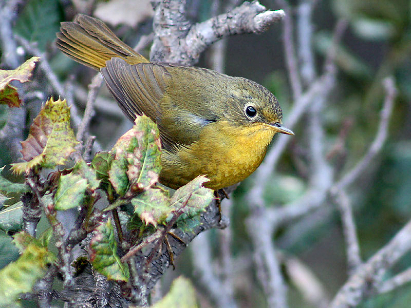 File:Golden Bush Robin (Female)- Himachal- I IMG 3484.jpg