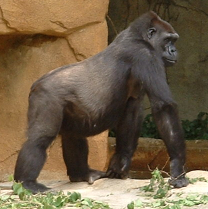 Gorilla-kiktajm.png