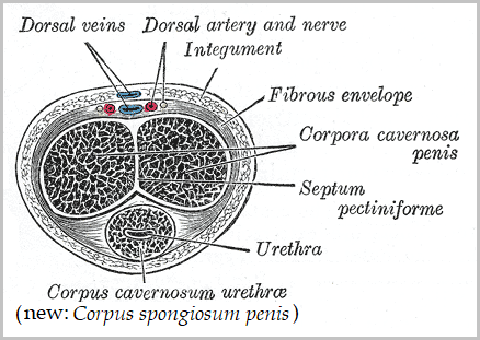 File:Gray1155 a.png