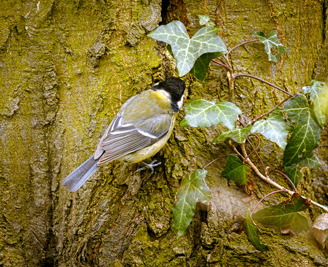 Great Tit (16622155844).jpg