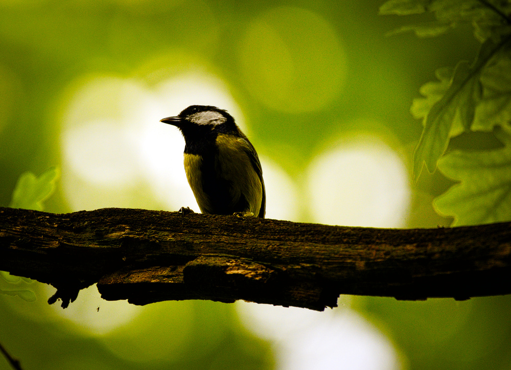 Great tit (17480373922).jpg