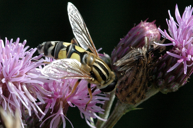 File:Helophilus.trivittatus2.-.lindsey.jpg