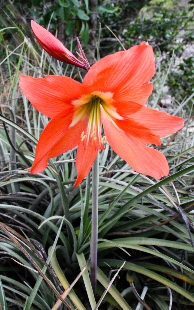 Hippeastrum puniceum - Wikipedia, la enciclopedia libre