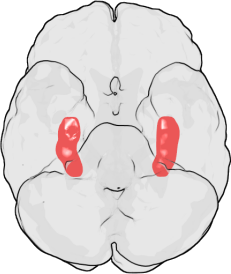 Ventral view of the brain. Hippocampus shown in red.