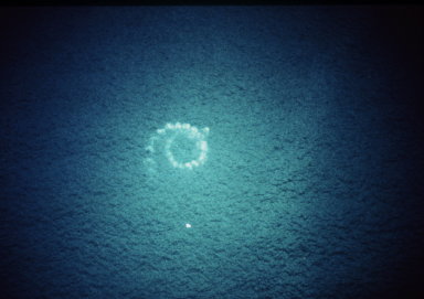 File:Humpback-bubble-spiral-large Olson.jpg
