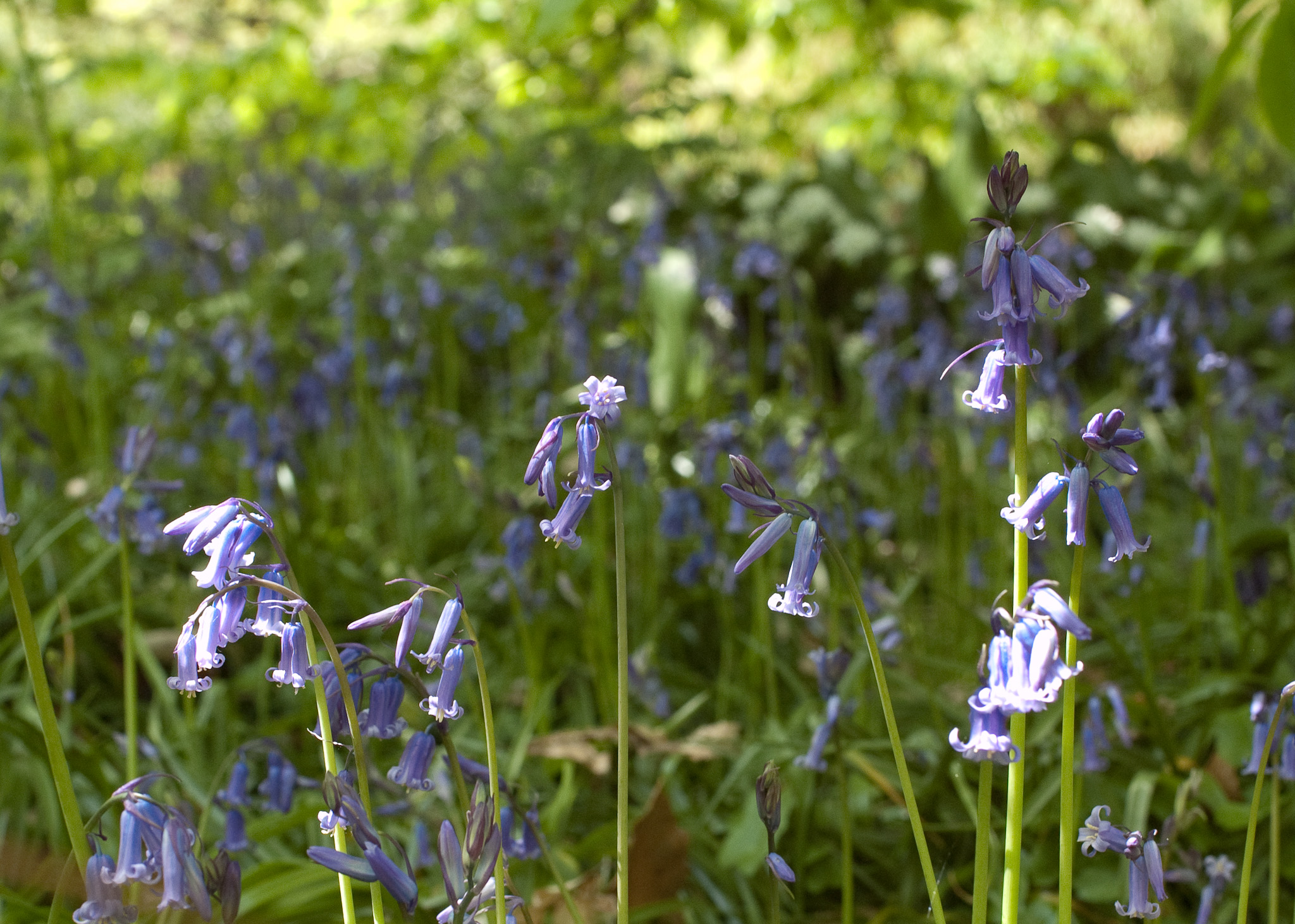 Hyacinthoides non-scripta (8728331522).jpg