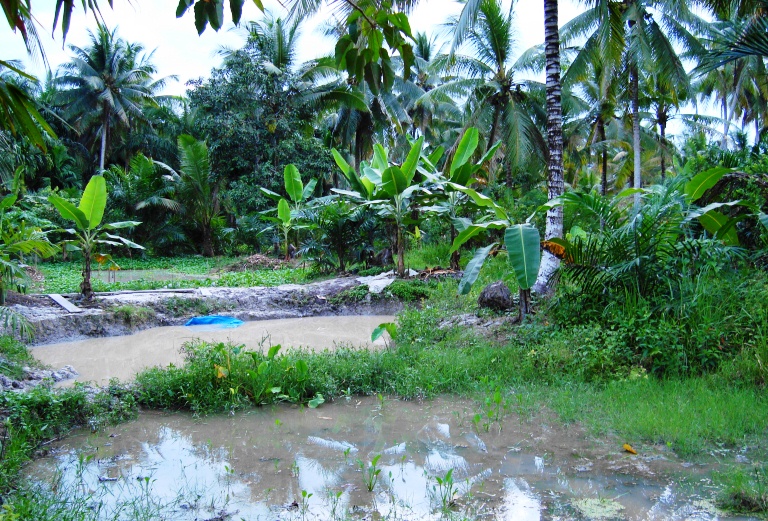 File:Kolam ikan tradisional (4).JPG