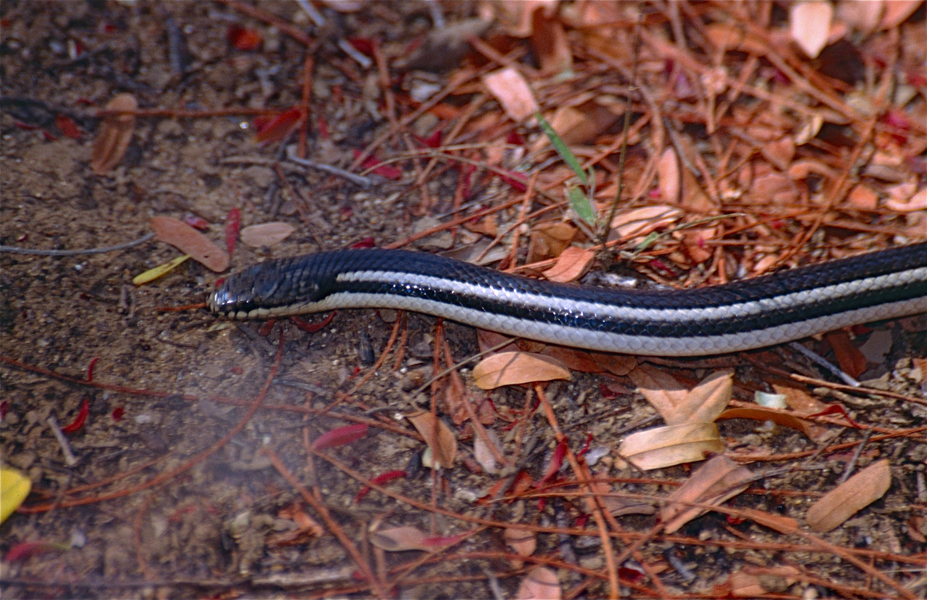 Lamprophiid Snake (Liophidium vaillanti) (9626297553).jpg