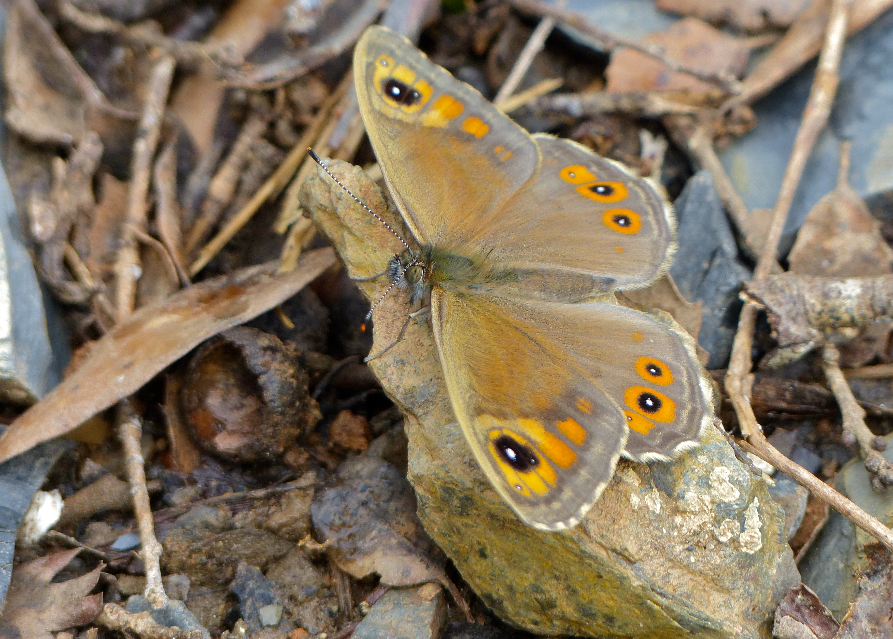 Large Wall Brown (Lasiommata maera) male (14519436023).jpg