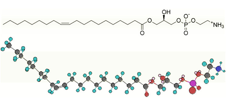 File:Lysophosphatidylethanolamine(1-Oleyl).png