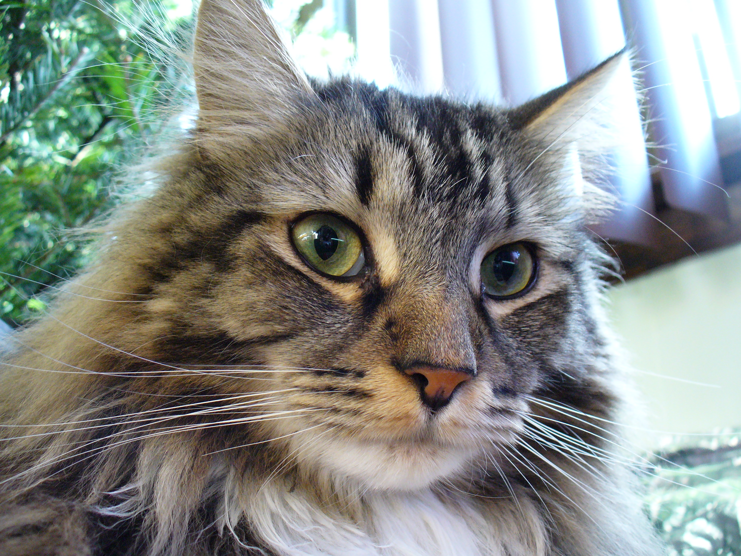 Maine_Coon_2.JPG