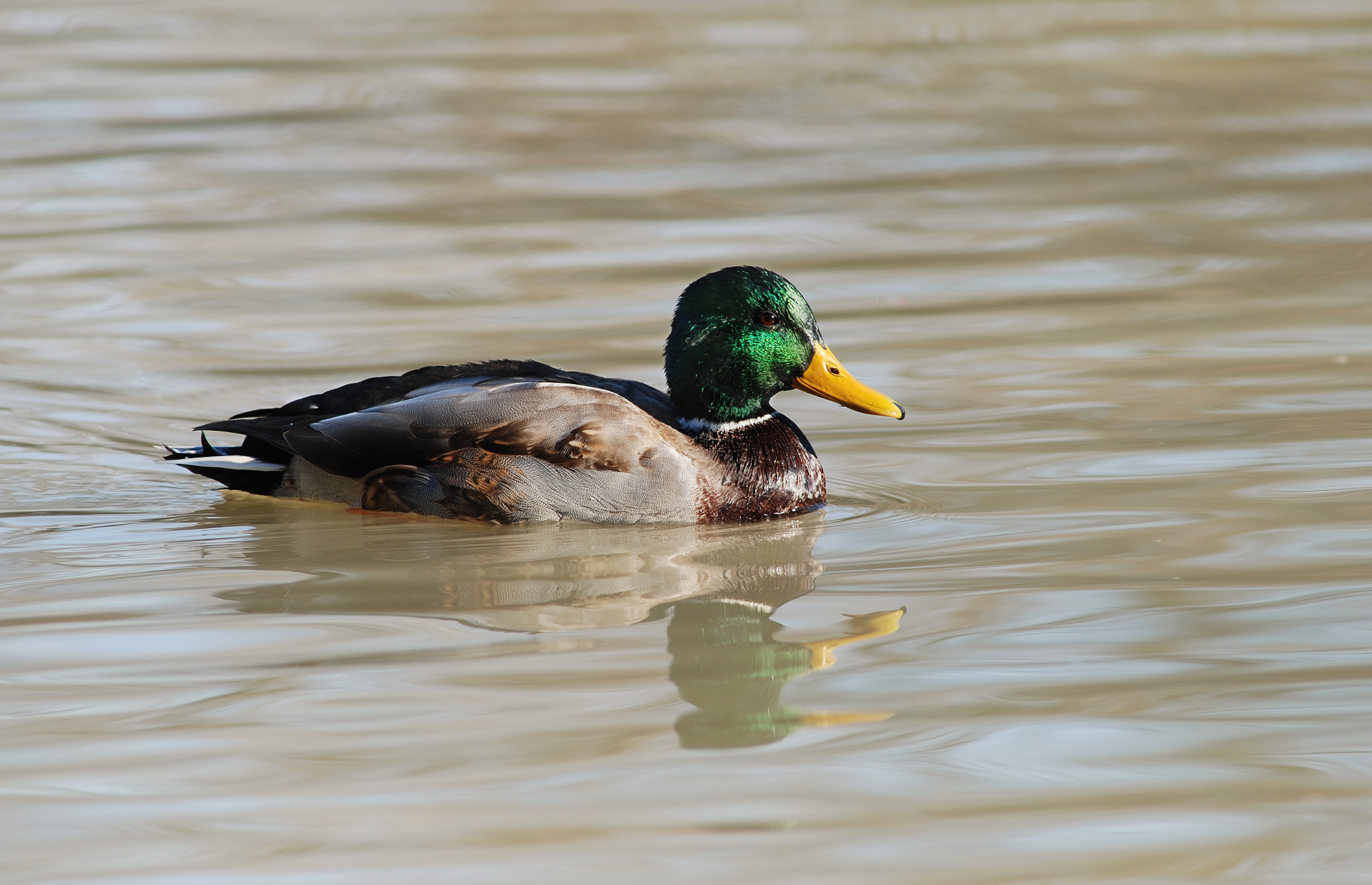 Mallard - Wikipedia