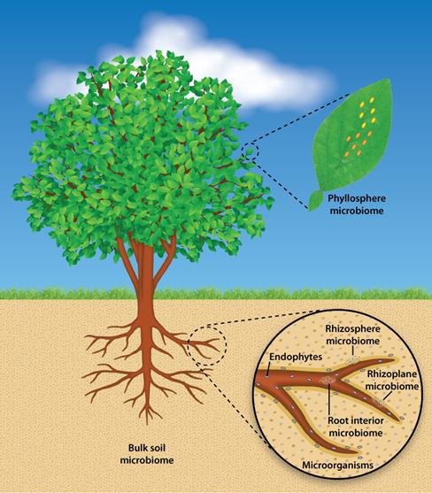 File:Model of the plant microbiome (phytobiome).jpg