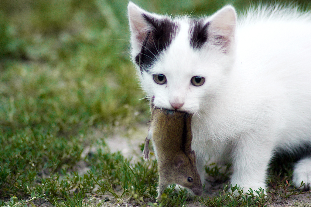 aggression toward preys is a congenital urge: even the youngest kittens can hunt mouses.